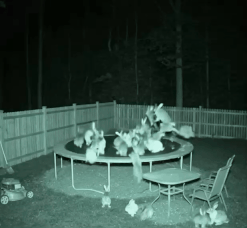 Bouncingbunnies4